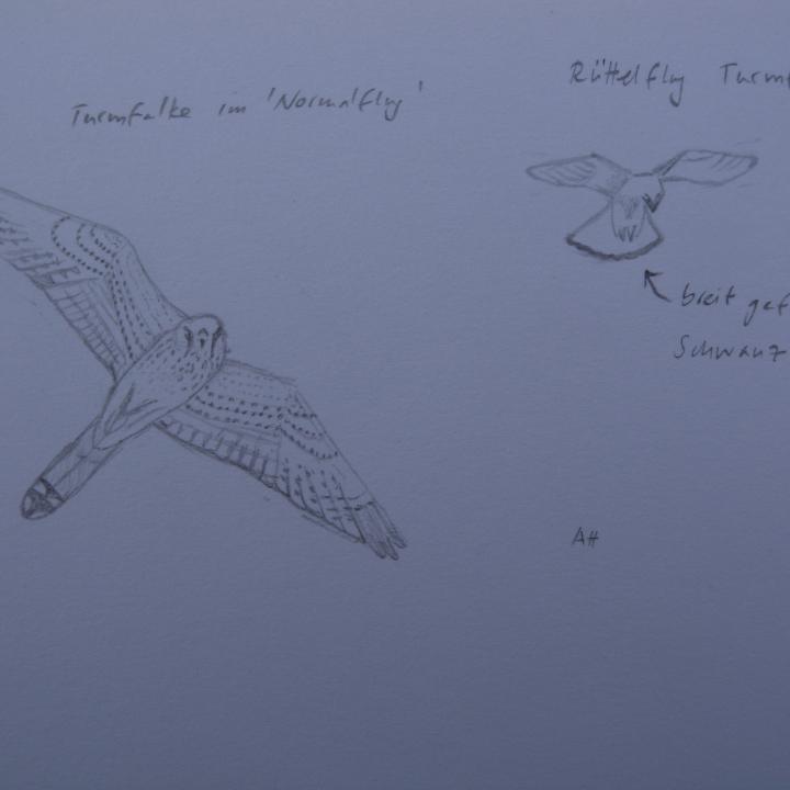 Skizzen von Turmfalken im Flug und im charakteristischen Rüttelflug (rechts), bei dem sie in der Luft stillzustehen scheinen und aus dieser Position auf z.B. eine unaufmerksame Wühlmaus oder Eidechse herunterstechen. 