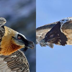 Adult (left) und young Bearded Vulture