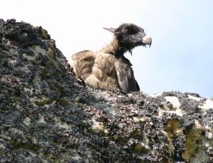 Young bearded vulture before its first flight (c) Daniel Hegglin