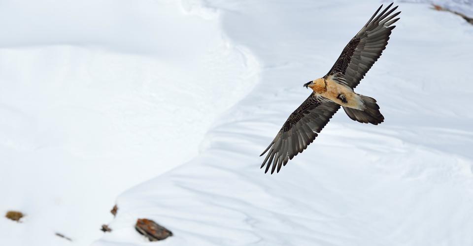 Home | Foundation For The Bearded Vulture