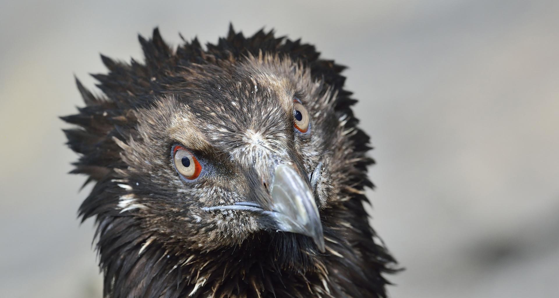 Home | Foundation For The Bearded Vulture