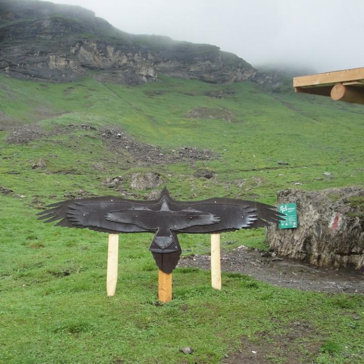 Bartgeiersilhouette im Vergleich zu Steinadler und Kolkrabe