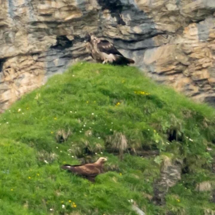 Trudi (im Bild hinten) und er junge Adler (im Bild vorne) auf dem Felskopf neben der Auswilderungsnische