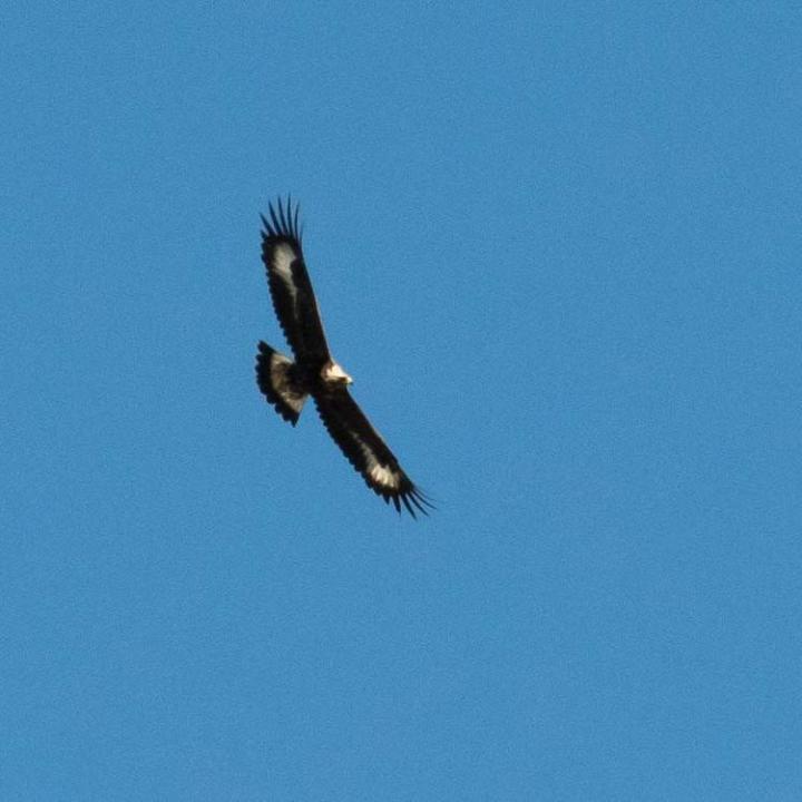 Junger Steinadler mit weissen Flügelflecken und weisser Schwanzbasis