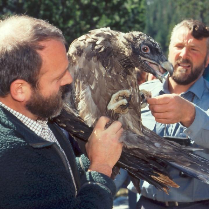 Junggeier bei der Auswilderung 1991