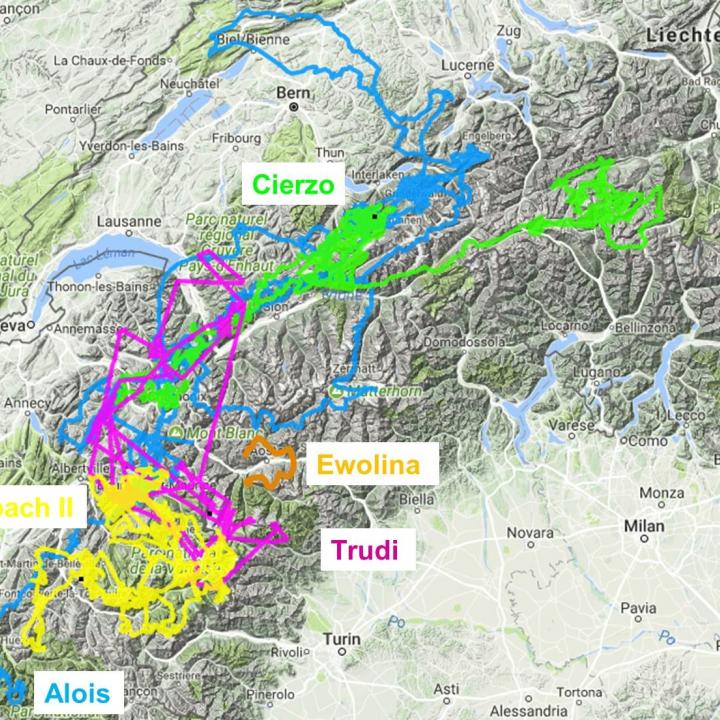 Flugrouten im Juni der 5 Junggeier, welche 2015 und 2016 am Henglirain ausgewildert wurden. 