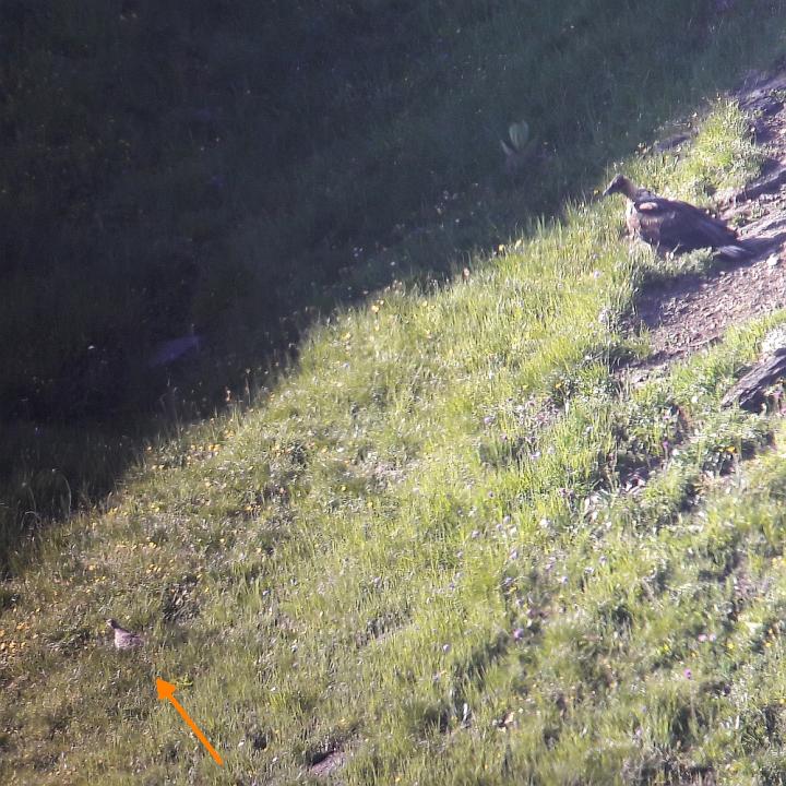 Bartgeier Johannes und ein Steinhuhn auf einem Bild! Das kleine Steinhuhn ist mit einem Pfeil markiert, Johannes sieht man in der rechten oberen Ecke.