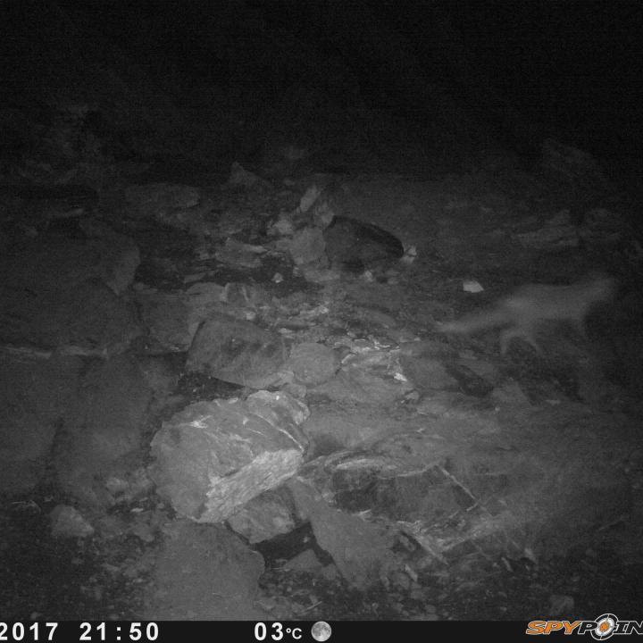 Ein etwas geübtes Auge, kann auf diesem Bild einen Fuchs erkennen