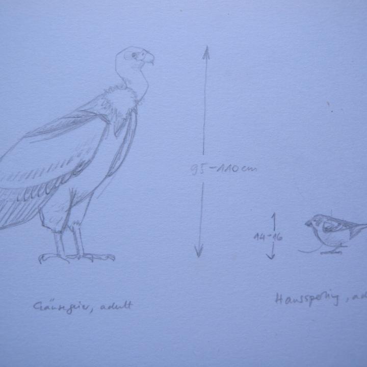 Geier sind gross. Hier im Vergleich Gänsegeier und Haussperling. Ein Gänsegeier - in Europa heimisch - misst von Kopf bis Schwanz 95 bis 110cm, ein Haussperling gerade mal 14 bis 16cm.