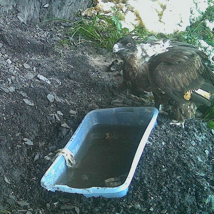 Fredueli beim Trinken aus dem “Bädli” (Fotofallen Bild)