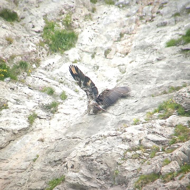 Fredueli klettert in den Felsen