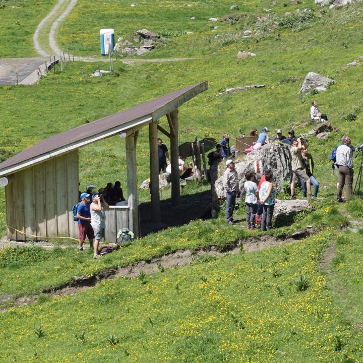 Besucher beobachten am Infostand die Bartgeier