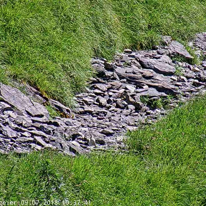 Tyipsche Stelle, an der Futter für die Bartgeier ausgelegt werden kann