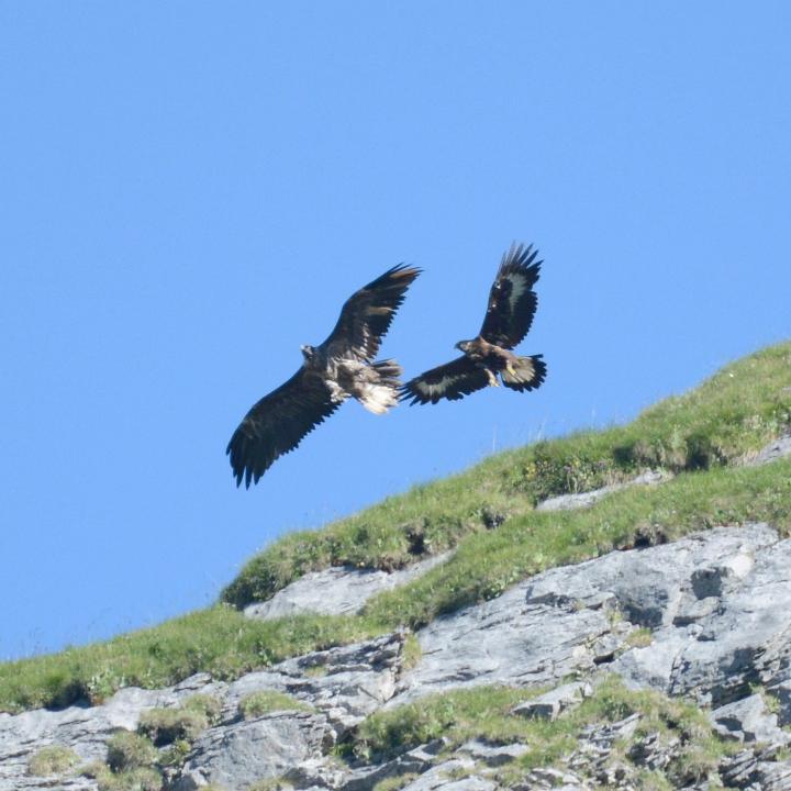 Bartgeier Fredueli (links) fliegt mit einem Steinadler umher