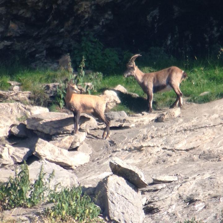 Beim eidgenössichen Wildtier-Schutzgebiet Huetstock kommen viele Gämsen und Steinböcke vor