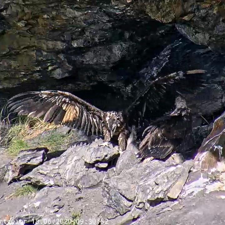 Fortunat beim Sonnenbaden, Luzerna im Vordergrund schaut ihm zu.