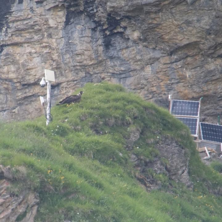 Die Webcam steht auf einem Hügel, gleich neben der Auswilderungsnische