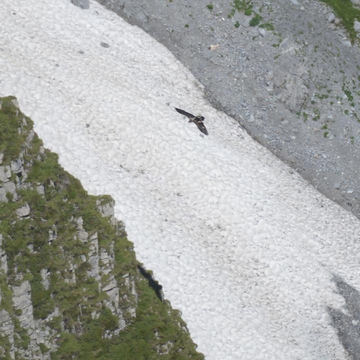 Luzerna fliegt hinter dem Grat in Nidwalden