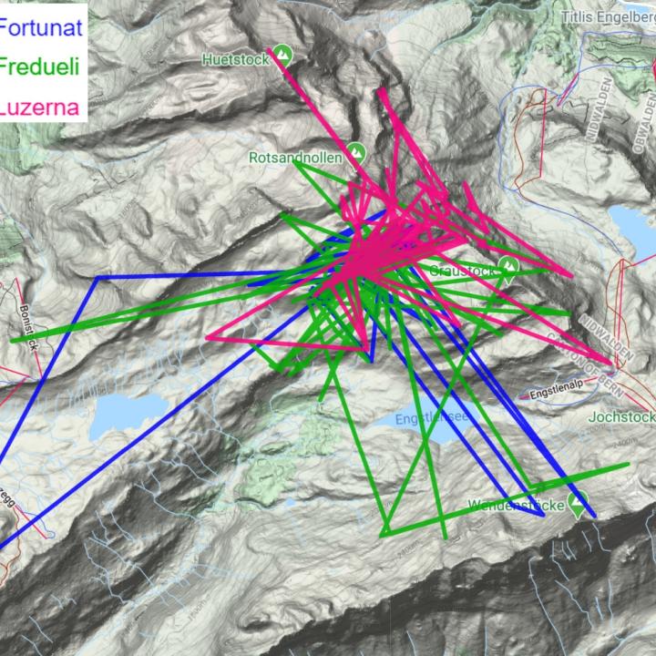 Karte der GPS-Daten aller drei Bartgeier, die sich zur Zeit am Henglihang aufhalten (Daten seit 27. Juli).