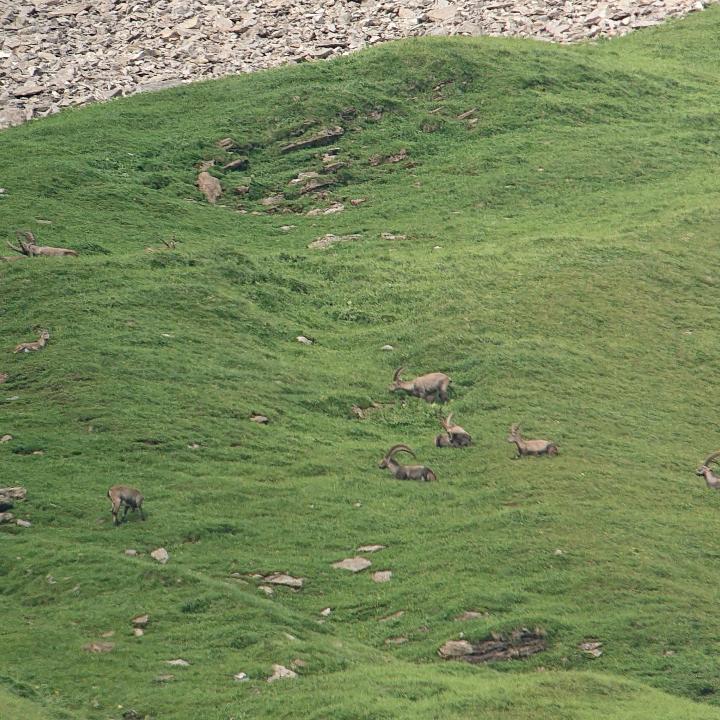 Gruppe von männlichen Steinböcken