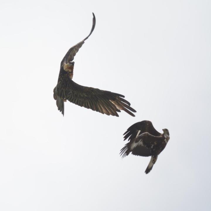 Der adulte Bartgeier fliegt akrobatisch mit einem Steinadler (c) Franziska Lörcher