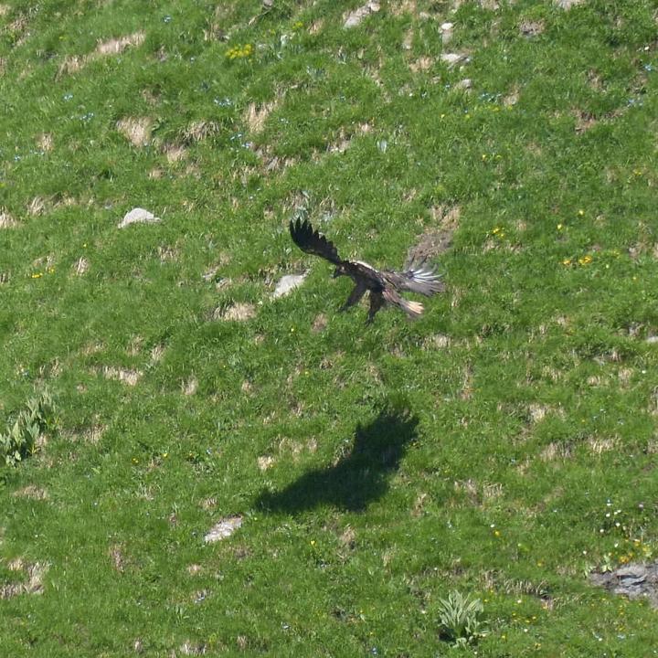 Gaia im Landeanflug nach ihrem ersten Flug