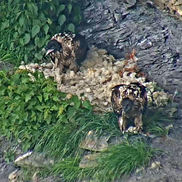 Rechts sitzt Gaia mit Futter, links Aurora mit offenem Schnabel beim Betteln.