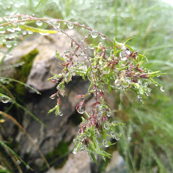 Alpen-Rispengras mit Wassertropfen vom Nebel.