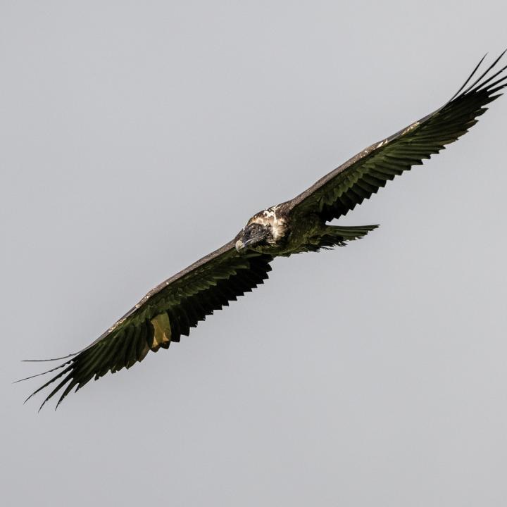 Paradiso im Flug (c) weyrichfoto.ch