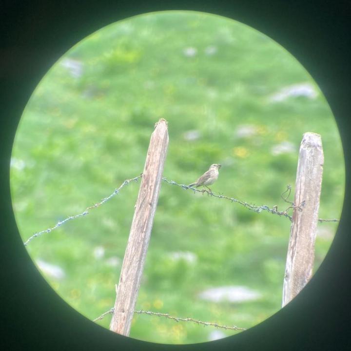 Ein Bergpieper mit Futter im Schnabel.