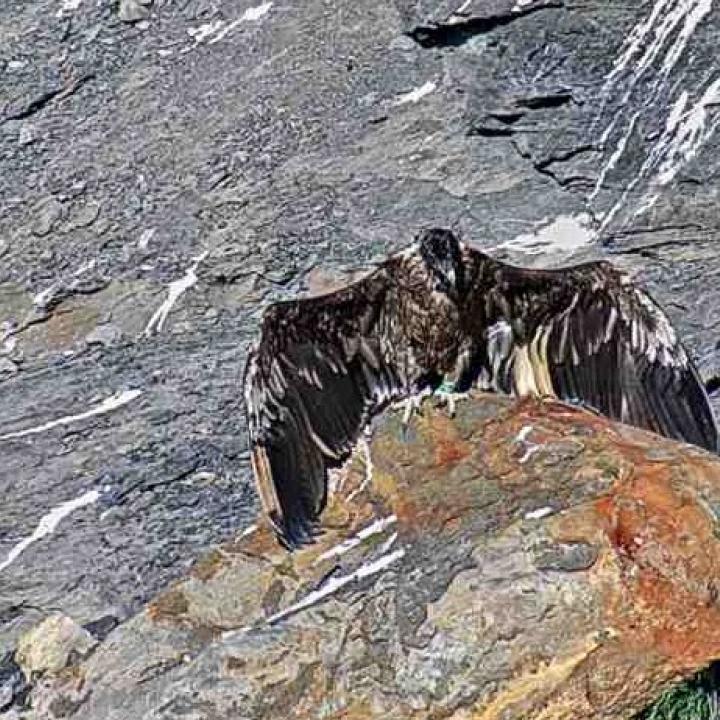 BelArosa hält seine Flügel der Sonne entgegen. 