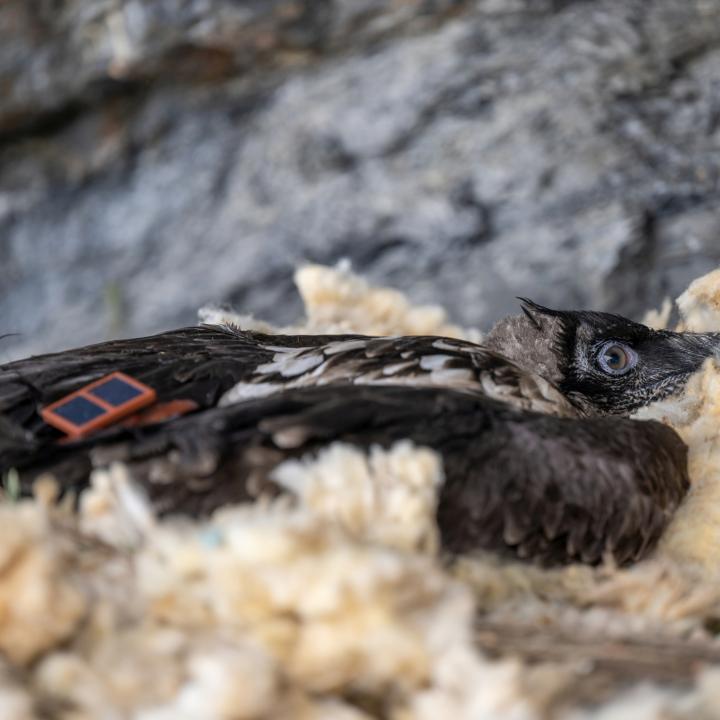 Obwaldera bei der Auswilderung mit dem GPS-Sender auf dem Rücken © Hansruedi Weyrich