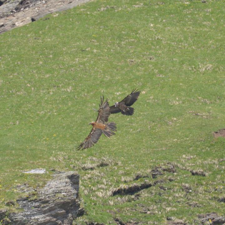 Paradiso und der fremde Bartgeier im Flug