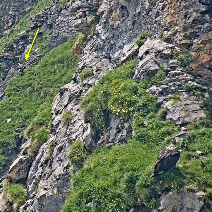 Aurora sitzt noch immer ausserhalb der Nische. Im Hintergrund ist Paradiso (gelber Pfeil) zu sehen, wie er in der Nähe eine Flugpause einlegt.