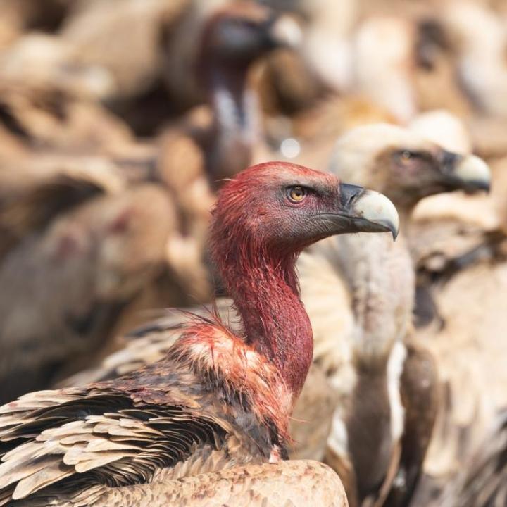 Nach dem Fressen kann der Kopf des Gänsegeiers mit Blut verschmiert sein. Dank der kurzen Federn wird er schnell wieder sauber. (c) Franziska Lörcher