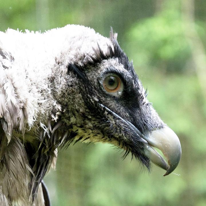 BG1234 kurz vor der Auswilderung. Helfen Sie mit, den Namen dieses Jungvogels zu bestimmen! (c) Franziska Lörcher