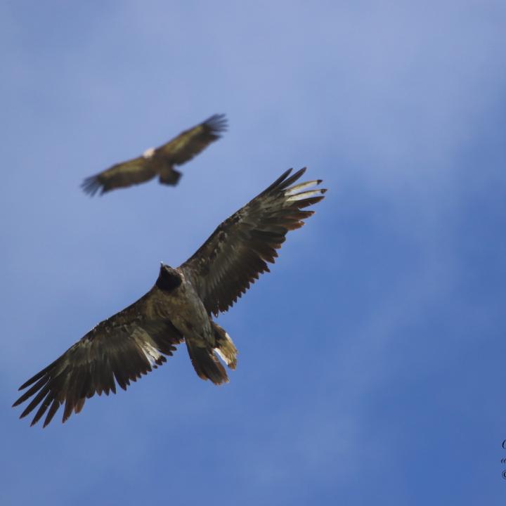 Sempach II fliegt gemeinsam mit einem Gänsegeier (c) Cathy Ribot - Envergures Alpin