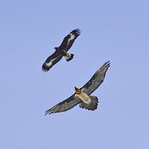 Silhouettes eagle (above) and Bearded Vulture