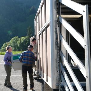 Die Jungvögel kommen mit dem Team der Natur- und Tierparks Goldau in der Stöckalp an (c) Marco Leisi