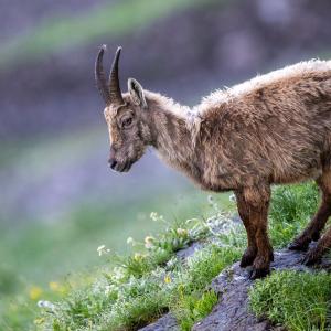 Eine der Steingeissen welche im Henglihang lebt (c) weyrichfoto.ch