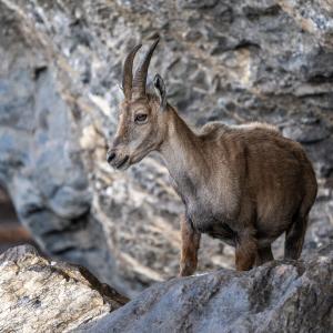 Eine der Steingeissen welche im Henglihang lebt (c) weyrichfoto.ch