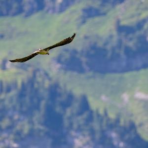 Unsere Freude ist gross, als wir sehen mit welcher Leichtigkeit Johannes davon fliegt, ...(c)weyrichfoto.ch