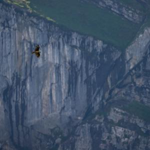 Nun sind wir gespannt, wie die Reise von Johannes weitergeht. Wir hoffen, dass er sich in dieser Region niederlässt und in den nächsten Jahren hier für eigenen Nachwuchs sorgen wird.(c)weyrichfoto.ch