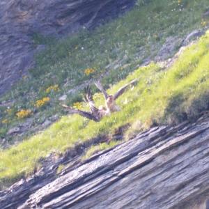 Fredueli und Flysch-Vigo kämpfen, dass die Federn fliegen