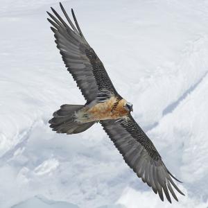  Silhouette Bearded Vulture