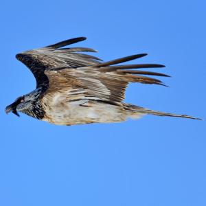 Subadult Bearded Vulture