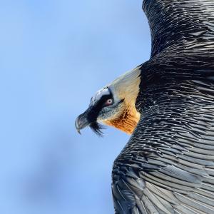 Biology | Foundation For The Bearded Vulture