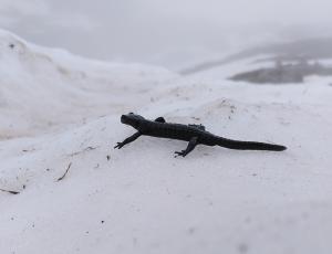 Alpensalamander im Schnee