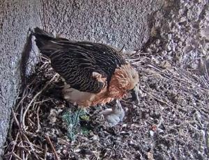 Bearded Vulture with chick in the Natur- und Tierpark Goldau (picture webcam) 