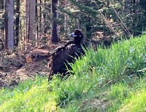 The Cinerous Vulture landed exhausted at the edge of the settlement of Egg, Sattel on May 7, 2021. There he was captured by gamekeeper Raschle (Photo: M. Raschle).